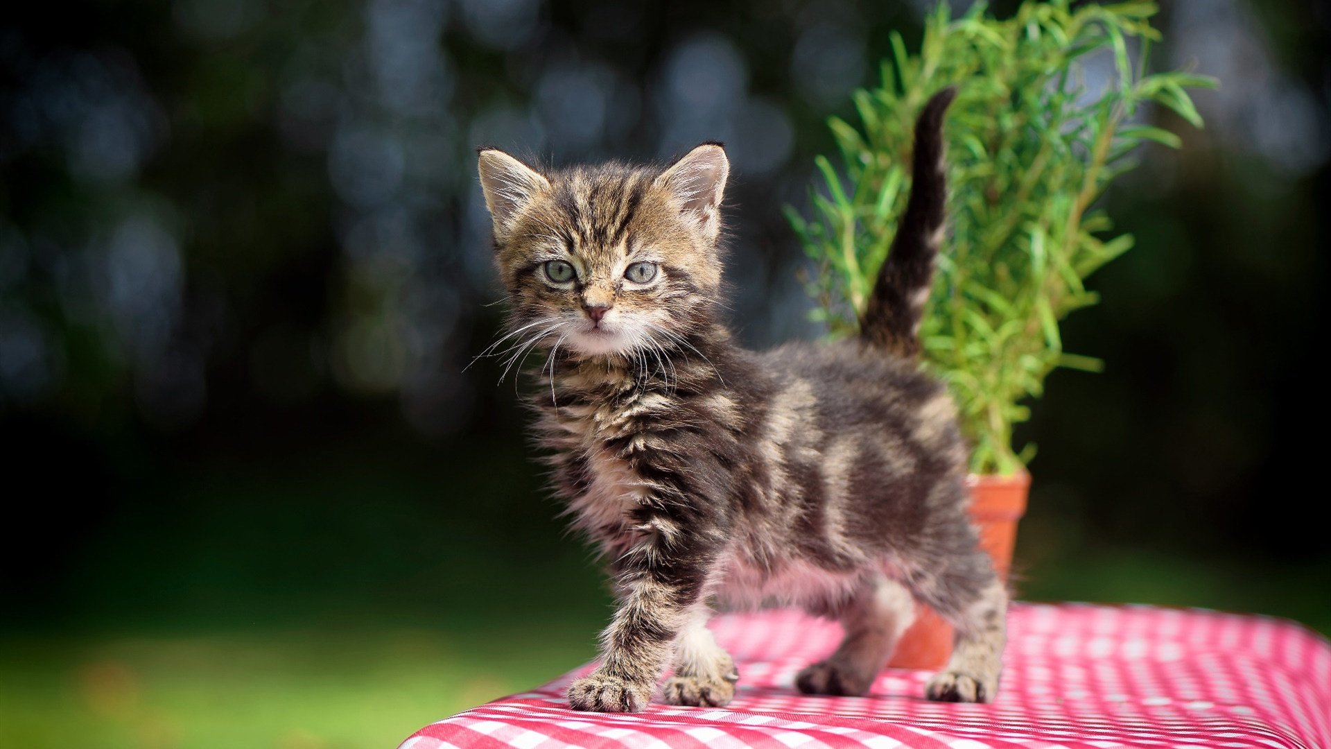 开云体育平台-塞内加尔男篮在非洲锦标赛中奋勇争夺，荣誉继续追逐，塞内加尔男篮排名