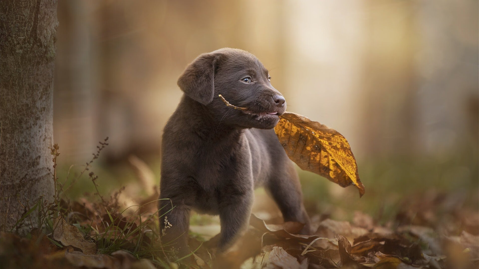 小国惊艳小组赛,战术执行力获国际赞誉,小国家队