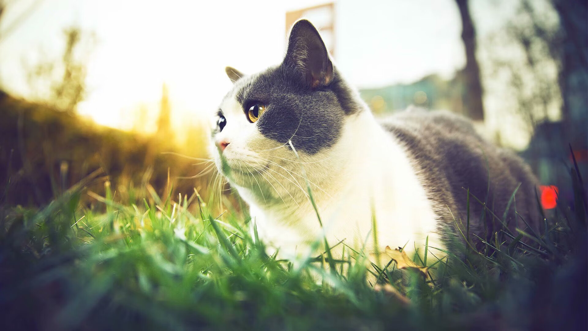 曹缘跳水动作协调优雅备受赞誉,跳水曹缘微博发文