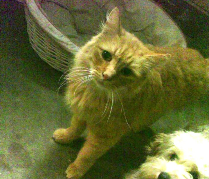 开运体育电脑版-朱婷为患病球迷送去祝福视频感人至深，朱婷累趴被送医