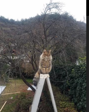 朱婷为患病球迷送去祝福视频感人至深,朱婷累趴被送医