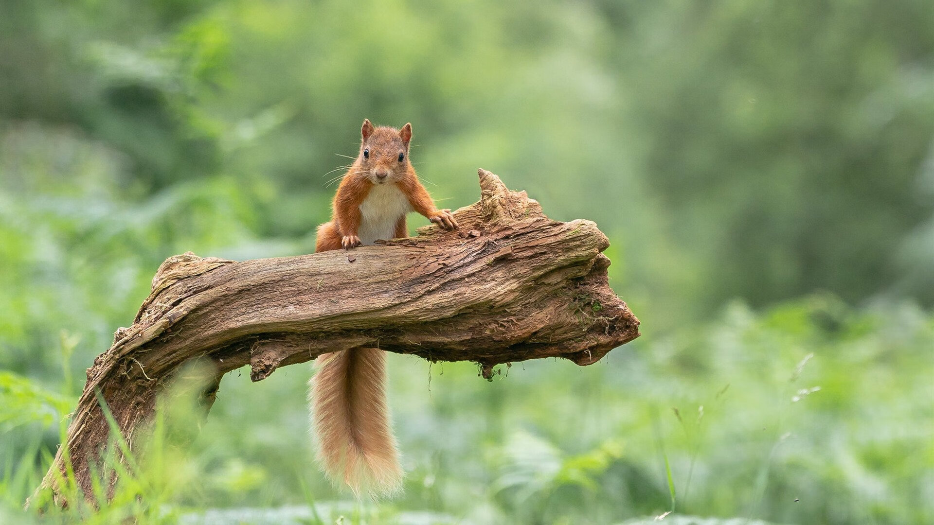 开云体育官网-越南女篮在亚洲锦标赛中夺冠，体育事业快速崛起
