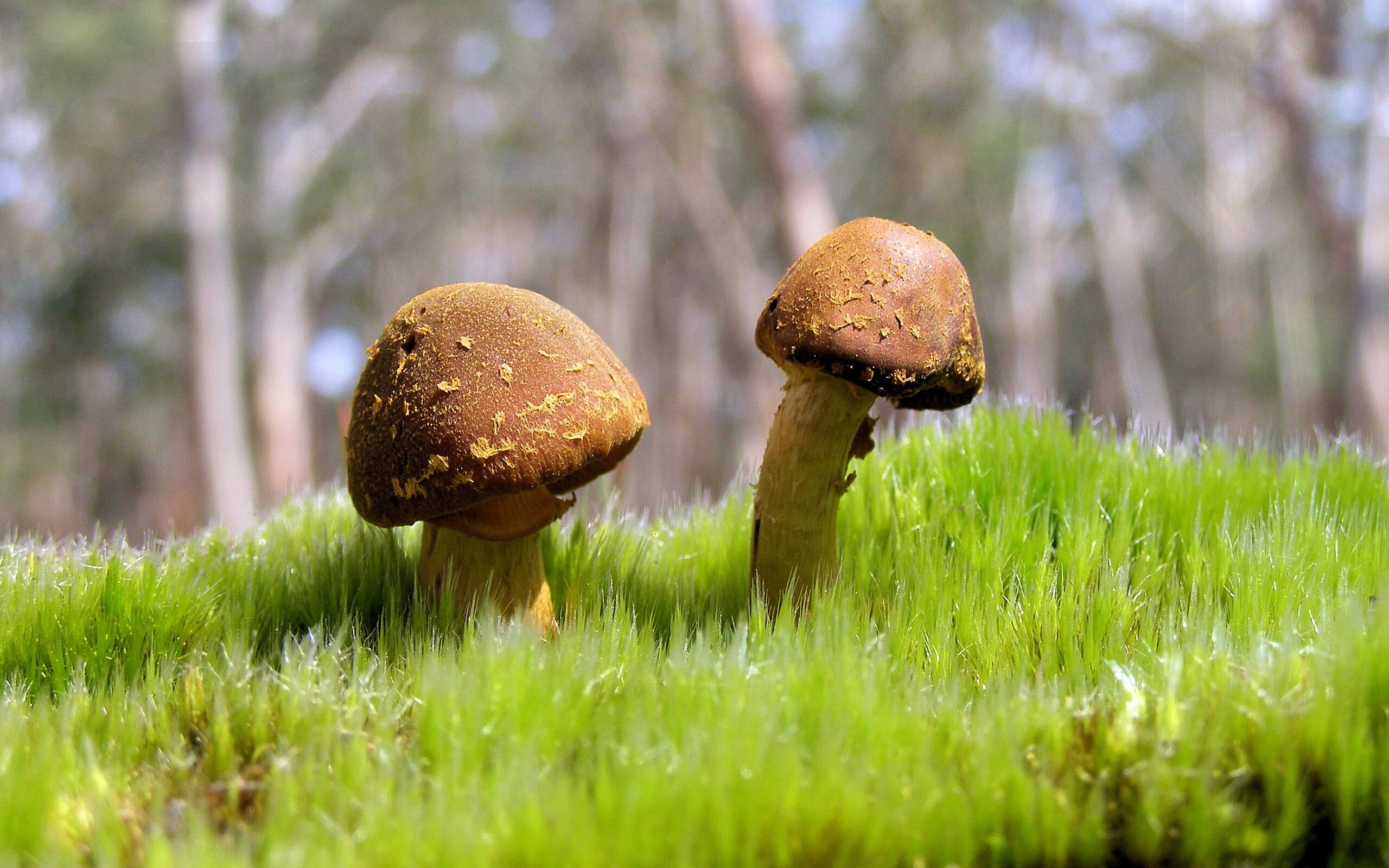 足球训练中引入虚拟现实技术,提升技能学习效率,虚拟足球场